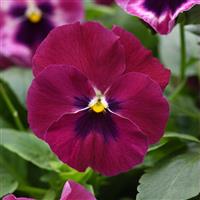 Top Wave™ Rose Blotch Spreading Pansy Bloom