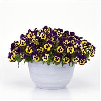Top Wave™ Purple Sunburst Spreading Pansy Container
