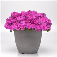 Beacon® Blue Pearl Impatiens Container
