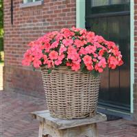 Beacon® Coral Impatiens Container