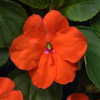 Beacon® Orange Impatiens Bloom