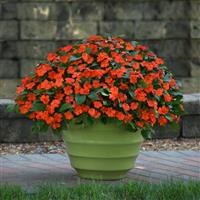 Beacon® Orange Impatiens Container