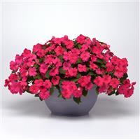 Beacon® Rose Impatiens Container