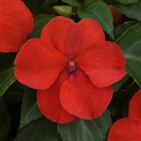 Beacon® Bright Red Impatiens Bloom