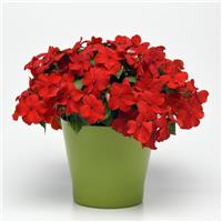 Beacon® Bright Red Impatiens Container