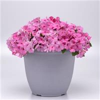 Beacon® Light Pink Impatiens Container
