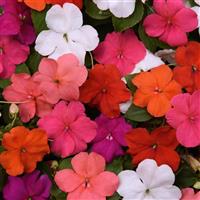 Beacon® Formula Mixture Impatiens Bloom