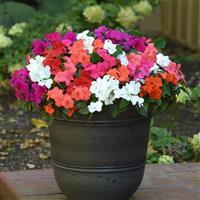 Beacon® Formula Mixture Impatiens Container