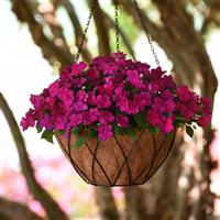 Beacon® Violet Shades Impatiens Basket