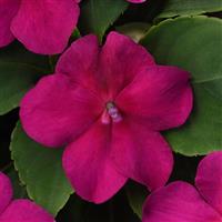 Beacon® Violet Shades Impatiens Bloom