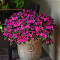 Beacon® Violet Shades Impatiens Container