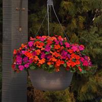 Beacon® Sanibel Mixture Impatiens Basket