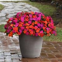 Beacon® Sanibel Mixture Impatiens Container