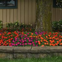 Beacon® Sanibel Mixture Impatiens Landscape