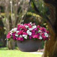 Beacon® Portland Mixture Impatiens Basket