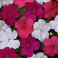 Beacon® Portland Mixture Impatiens Bloom