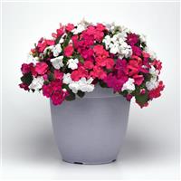 Beacon® Portland Mixture Impatiens Container