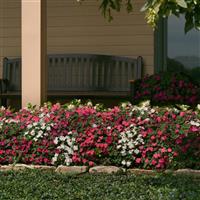 Beacon® Portland Mixture Impatiens Landscape