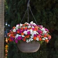 Beacon® Lindau Mixture Impatiens Basket