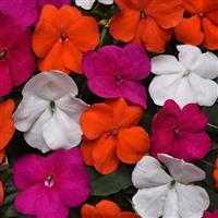 Beacon® Lindau Mixture Impatiens Bloom