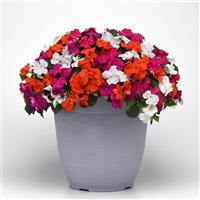 Beacon® Lindau Mixture Impatiens Container