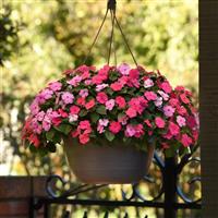 Beacon® Otway Mixture Impatiens Basket