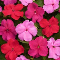 Beacon® Otway Mixture Impatiens Bloom