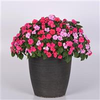 Beacon® Otway Mixture Impatiens Container