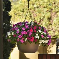 Beacon® Chicago Mixture Impatiens Basket