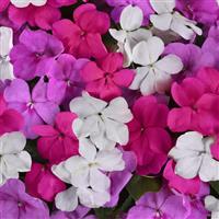Beacon® Chicago Mixture Impatiens Bloom