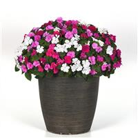 Beacon® Chicago Mixture Impatiens Container