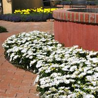 Akila® Daisy White Osteospermum Commercial Landscape 2