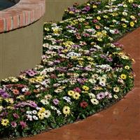 Akila® Grand Canyon Mixture Osteospermum Commercial Landscape 1