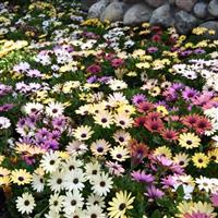 Akila® Grand Canyon Mixture Osteospermum Landscape