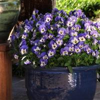 Sorbet® XP Delft Blue Viola Container