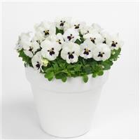 Sorbet® XP White Blotch Viola Container