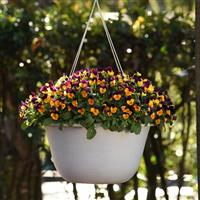 Sorbet® XP Orange Jump Up Viola Basket