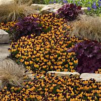 Sorbet® XP Orange Jump Up Viola Landscape
