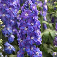 Delphinium Guardian Blue Bloom