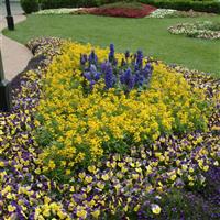 Delphinium Guardian Blue Commercial Landscape 1