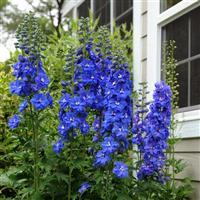 Delphinium Guardian Blue Commercial Landscape 2