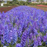 Delphinium Guardian Blue Greenhouse