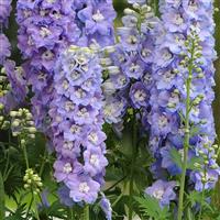 Delphinium Guardian Lavender Bloom