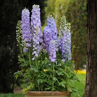 Delphinium Guardian Lavender Cutflower