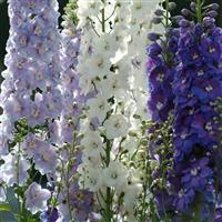 Delphinium Guardian Mixture Bloom