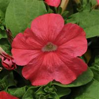 Pretty Flora™ Coral Petunia Bloom