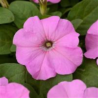 Pretty Flora™ Pink Pearl Petunia Bloom