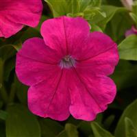 Pretty Flora™ Rose Petunia Bloom