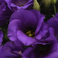 Sapphire Blue Lisianthus Bloom