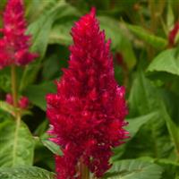 Sunday™ Cherry Celosia Bloom